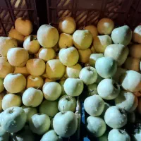 سیب سفید|خدمات باغبانی و درختکاری|تهران, میدان میوه و تره‌بار مرکزی|دیوار