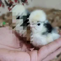 7روزه سلطان