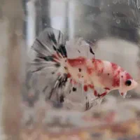 فایتر|ماهی|بروجرد, |دیوار