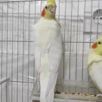 عروس هلندی|پرنده|نقده, |دیوار