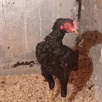 جوجه خروس لاری