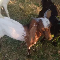 نری|حیوانات مزرعه|توکهور, |دیوار