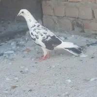 کبوترپلاکی ماده
