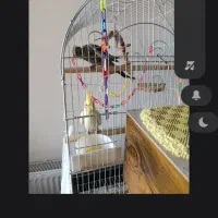 عروس هلندی مولد ۱و۵۰۰ جوجه رام ودستی۴۰۰ تومان