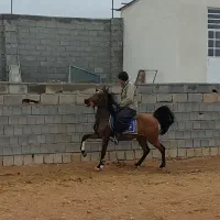 مادیان ترکی سواریدار