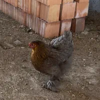 مرغ برهما تخم گذار|حیوانات مزرعه|قائم‌شهر, |دیوار