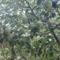 باغ ویلا روستایی|فروش خانه و ویلا|بوئین و میاندشت, |دیوار