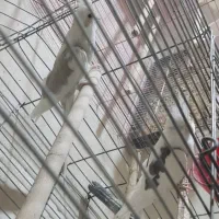 جفت عروس هلندی آلبینو دوکت جوان در سلماس|پرنده|خوی, |دیوار