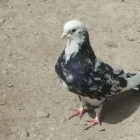 کبوتر انتیک