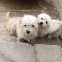 سگ شیتزو ماده|سگ|بم, |دیوار