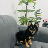 واگذاری توله اشتپیز پامر