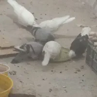 کبوتر معاوضه با توله سگ خوب با اصالت