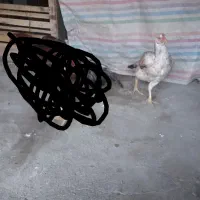 دو عدد مرغ لاری نسل دار ضمانتی