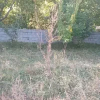 باغ|فروش زمین و ملک کلنگی|اسکو, |دیوار