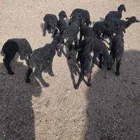 13رسبرهشیریموجوداست|حیوانات مزرعه|جوادآباد, |دیوار