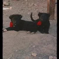 واگذاری سک قهدریجانی فی جفت۵|سگ|لنجان, |دیوار