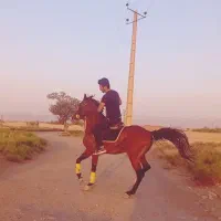 اسب عرب دوسر مصری ، ۷ دانگ ، ۶ ساله
