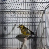 سهره قناری|پرنده|ری, دیلمان|دیوار