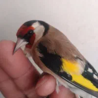 سیره گلچین|پرنده|سرپل ذهاب, |دیوار