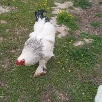 خروس برهما لایت