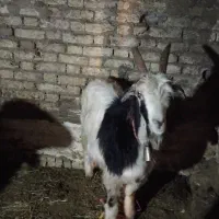 فروش میش و بز و بزغاله نژاد دار بختیاری