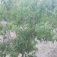 چهار حبه ملک  احمد آباد خیاری دهج|فروش زمین و ملک کلنگی|دهج, |دیوار