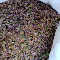 تخم ( بذر ) گل زنبوری یا گل خشک