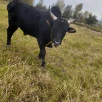 ورزاکوله جنگی