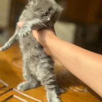 دختر اسکاتیش مدیوم هیر|گربه|خرم‌آباد, |دیوار