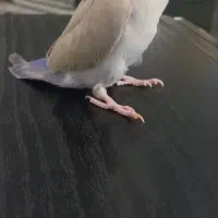 طوطی برزیلی|پرنده|کرج, اصفهانی‌ها|دیوار