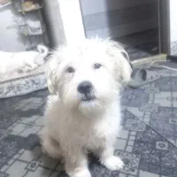 سگ نر اشپیتز