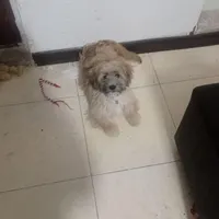 گمشده