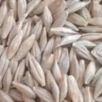 فروش جو محلی بذر شانه ای دیم