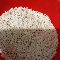 بذر یا دانه خیار محلی جهت کاشتن|گل و گیاه طبیعی|رشت, حمیدیان|دیوار