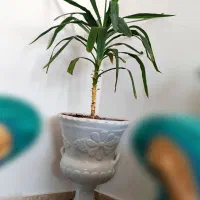 گل یوکا سانسوریا فیکوس