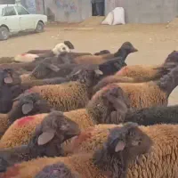 قراردادباکلیه کشتارگاه های کشور