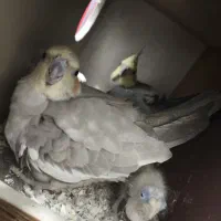 جفت عروس هلندی مولد همراه یک جوجه و سه تخم