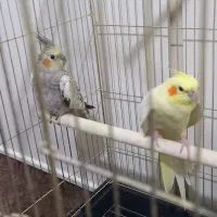 یک جفت عروس هلندی نر و ماده،معاوضه