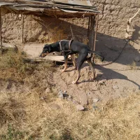 توله دوبرمن|سگ|یزد, |دیوار