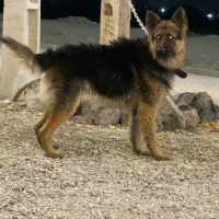 سگ آکیتا ژاپنی و ژرمن شیپرد|سگ|تهران, خاوران|دیوار