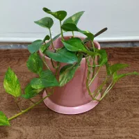 به به چ گل‌هایی زیبا و قیمت مناسب|گل و گیاه طبیعی|کرج, حصارک بالا|دیوار