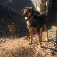 سگ نر|سگ|فسا, |دیوار