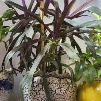 فروش گل|گل و گیاه طبیعی|سنندج, |دیوار