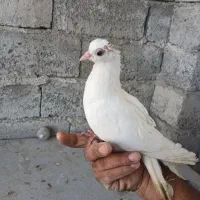 سفید درجایی