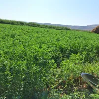 یونجه فروشی