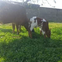 حیوانات و مزرعه|حیوانات مزرعه|شیروان (خراسان), |دیوار