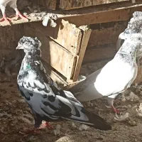 چند عدد کبوتر