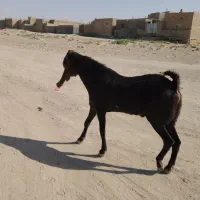 یک نر بز خوب برای نسل کشی|حیوانات مزرعه|زاهدان, |دیوار