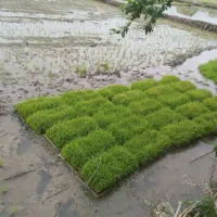 تم علی کاظمی و هاشمی