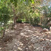 نهالستان پدرم|خدمات باغبانی و درختکاری|ورامین, شهرک مدرس|دیوار